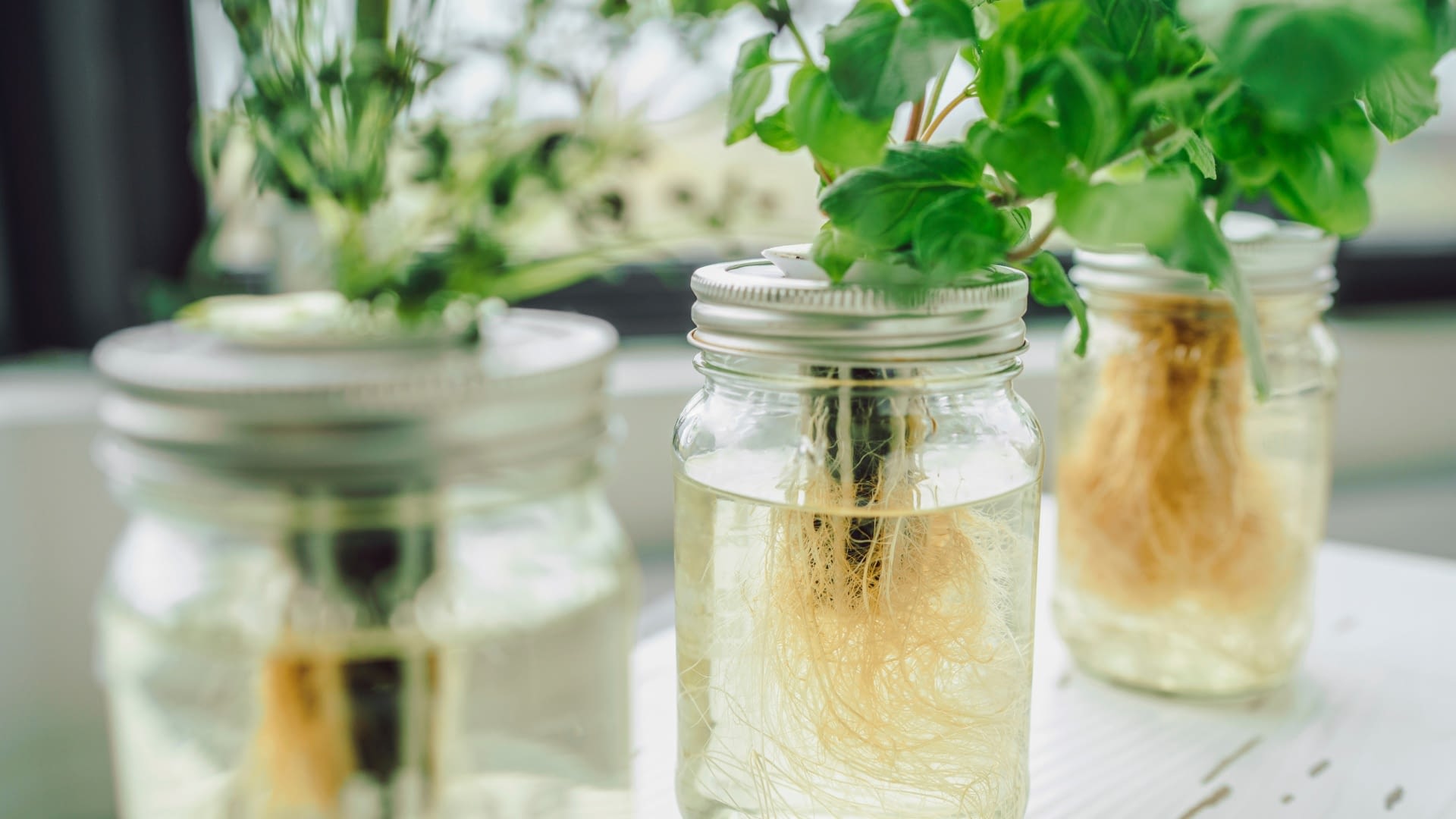 Hydroponic plant in jars