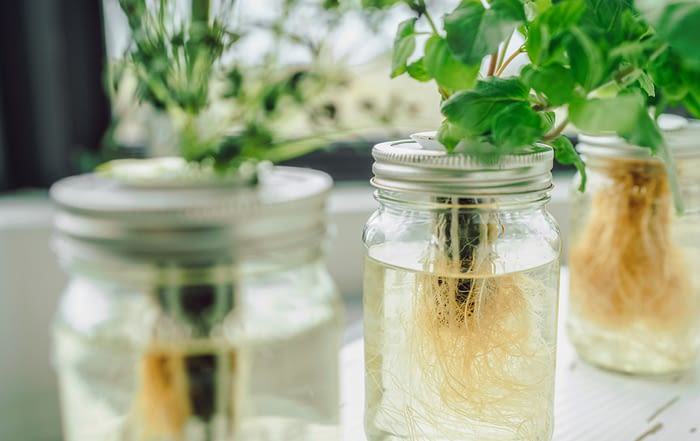 Hydroponic plant in jars
